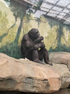 Les Chimpanzés