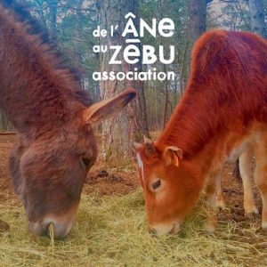 Association de l’âne au zébu