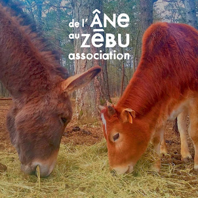 Association de l’âne au zébu