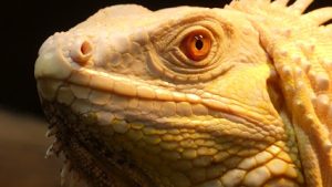 Padiparc – Parc zoologique