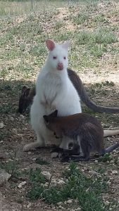 Animal Park of Saint-Clar