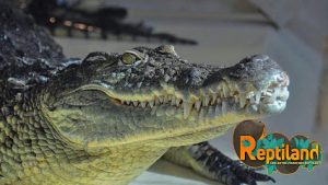 Reptiland
