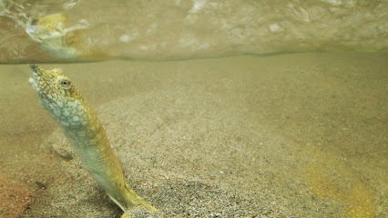 A Cupulatta