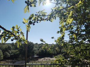 Parc Animalier des Gorges de l’Ardèche