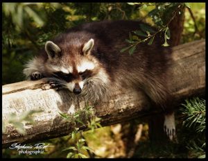 Animal Park Ecouves