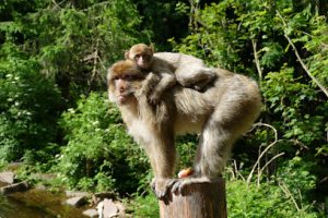 La Montagne des Singes