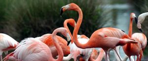 zoological reserve of the Haute-Touche