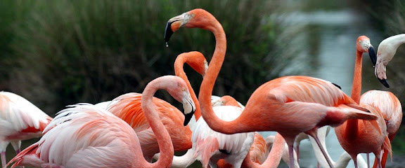 zoological reserve of the Haute-Touche