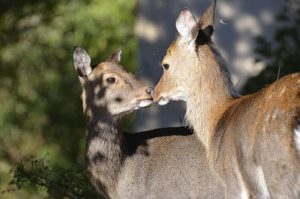 Wild Animal Park Valley