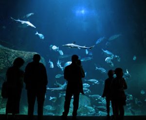 L’Aquashow