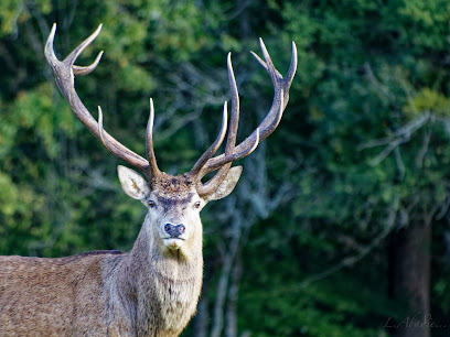 La Ferme aux Cerfs