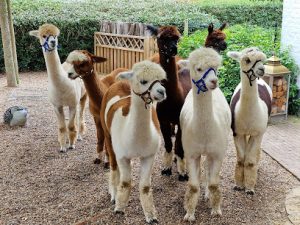 Alpaca Vlaanderen