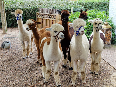 Alpaca Vlaanderen