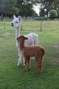 Alpacafarm Eigenbilzen