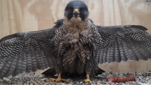 RAPAX Birds of Prey