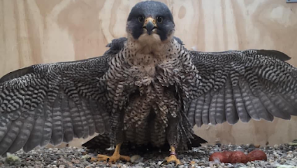 RAPAX Birds of Prey