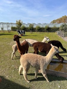 De alpaca tuin