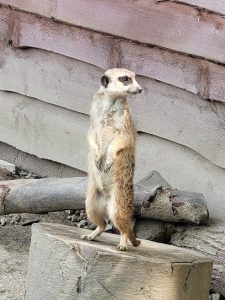 ZooParc Vallée de la Sûre