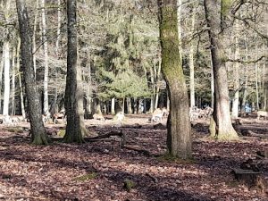 Parc à Gibier de Saint-Hubert