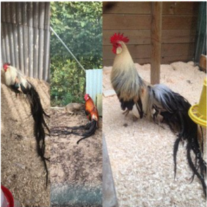 Good morning chickenfarm